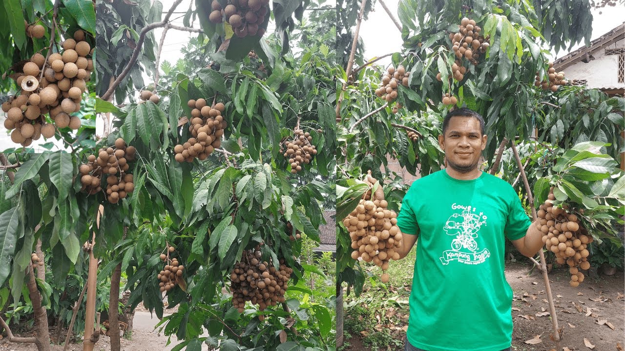 KELENGKENG TERBAIK 2025!!! Panen Kelengkeng New Kristal Hasil Melimpah