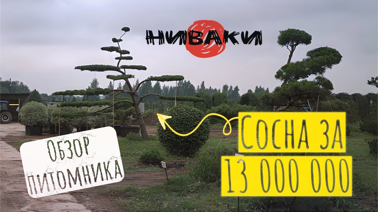 Миллионы в огороде новый уровень ! Питомник Ниваки ! Первый питомник садовых бонсай в России !