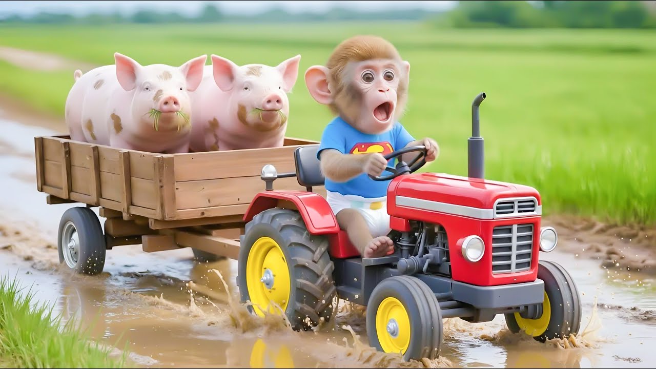 Monkey Farmer Has a Tractor Accident and Rescues a Poor Escaped Piglet on the Farm