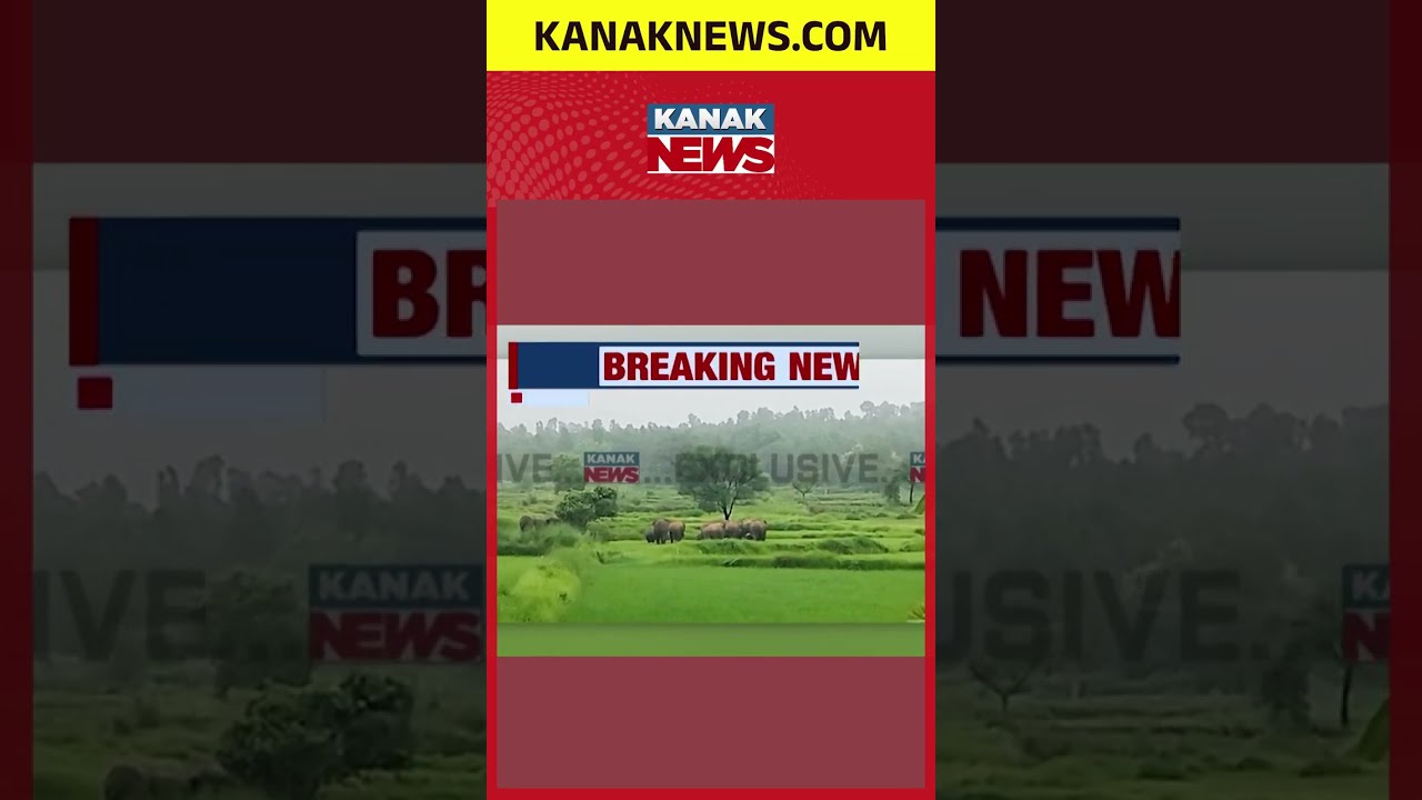 Sundargarh Elephant Attack | 25 Tusker Herd Damages Paddy Crops