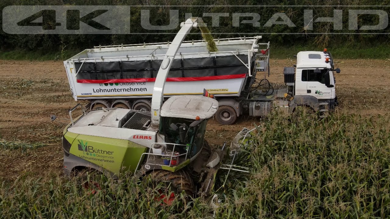 Lohnunternehmen: B&Uuml;TTNER &Ouml;koservice Mais h&auml;ckseln 21.09.2021 Farnst&auml;dt