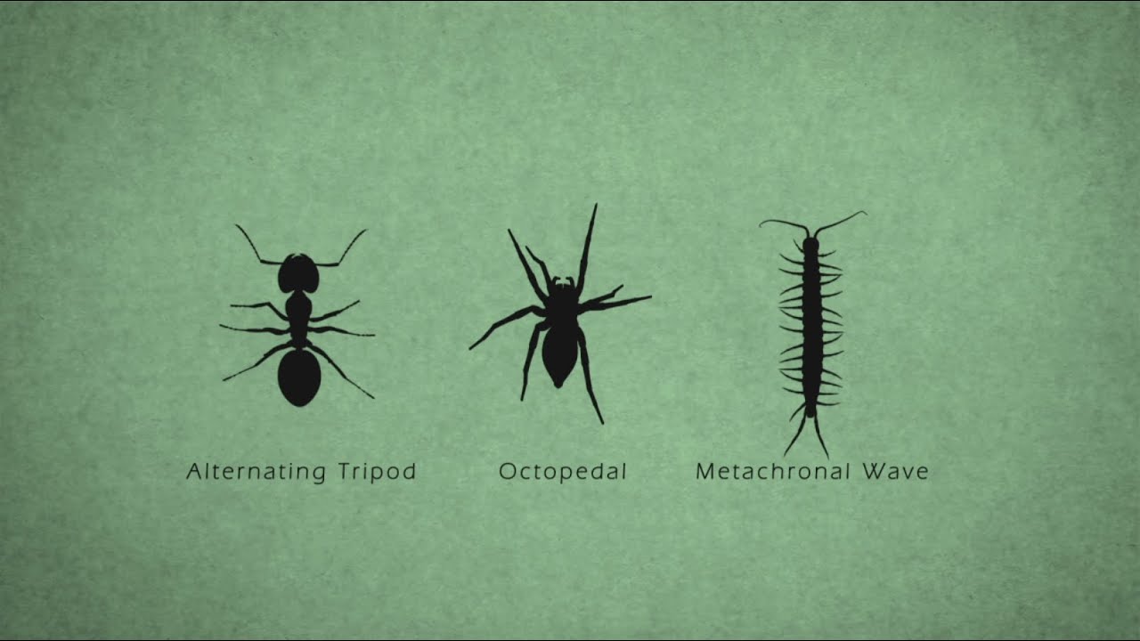 Bug Gaits for Animators