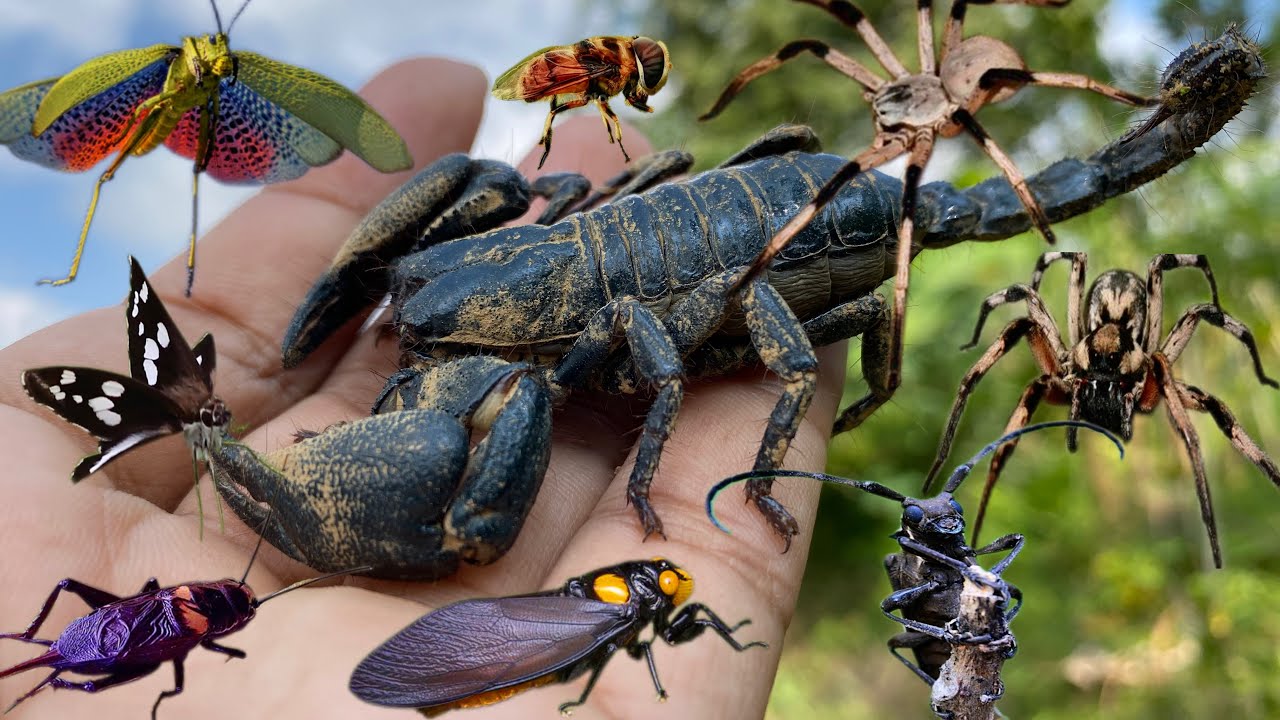 what happens:these poisonous insects gather in one container