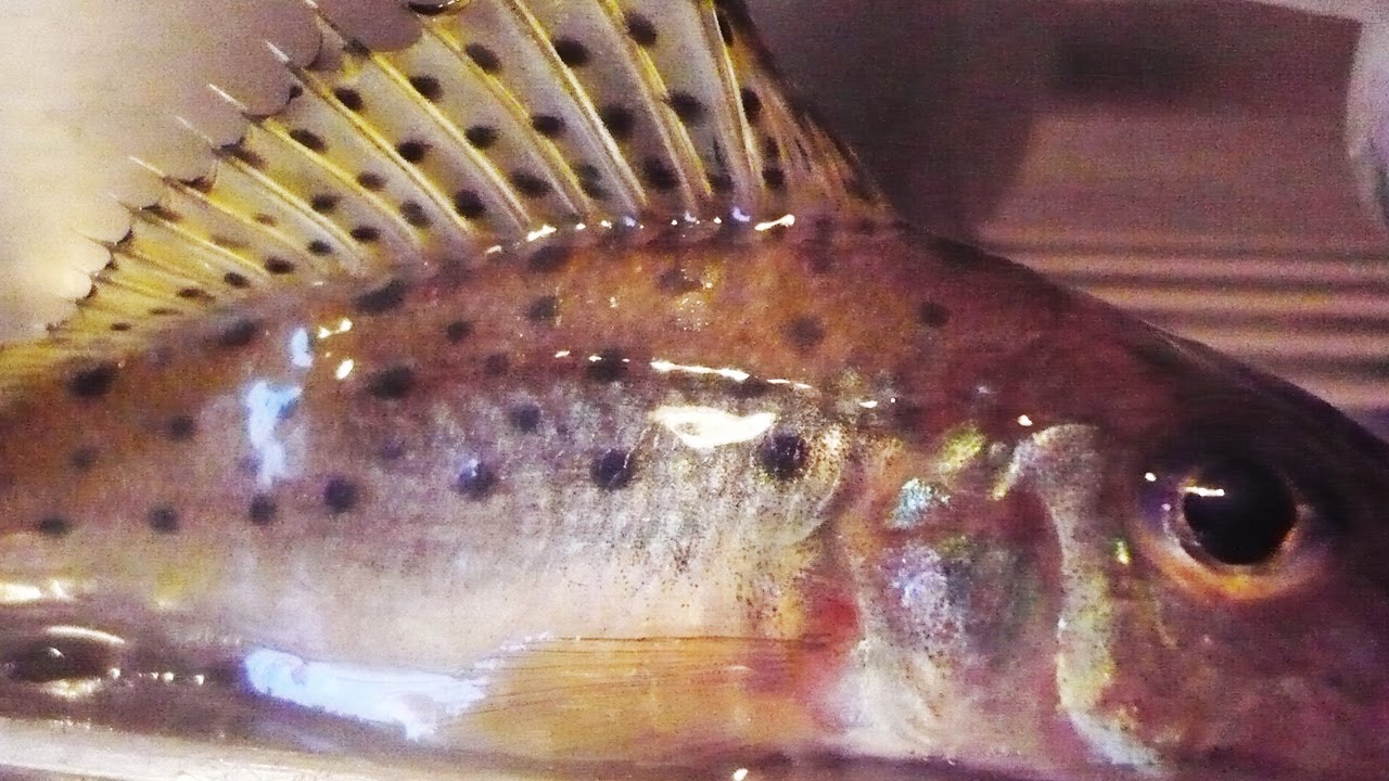 Why Ruffe is a dangerous fish and it is better not to catch it?