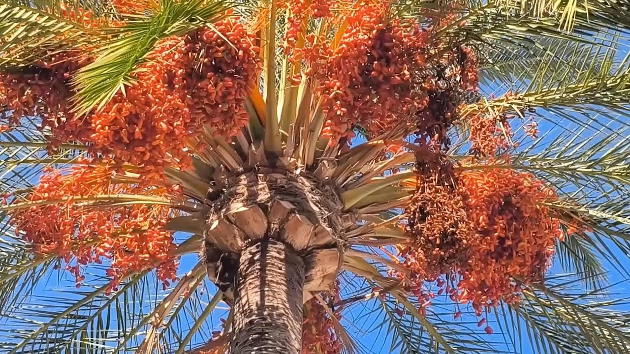 Fruitiers exotiques sur la Riviera