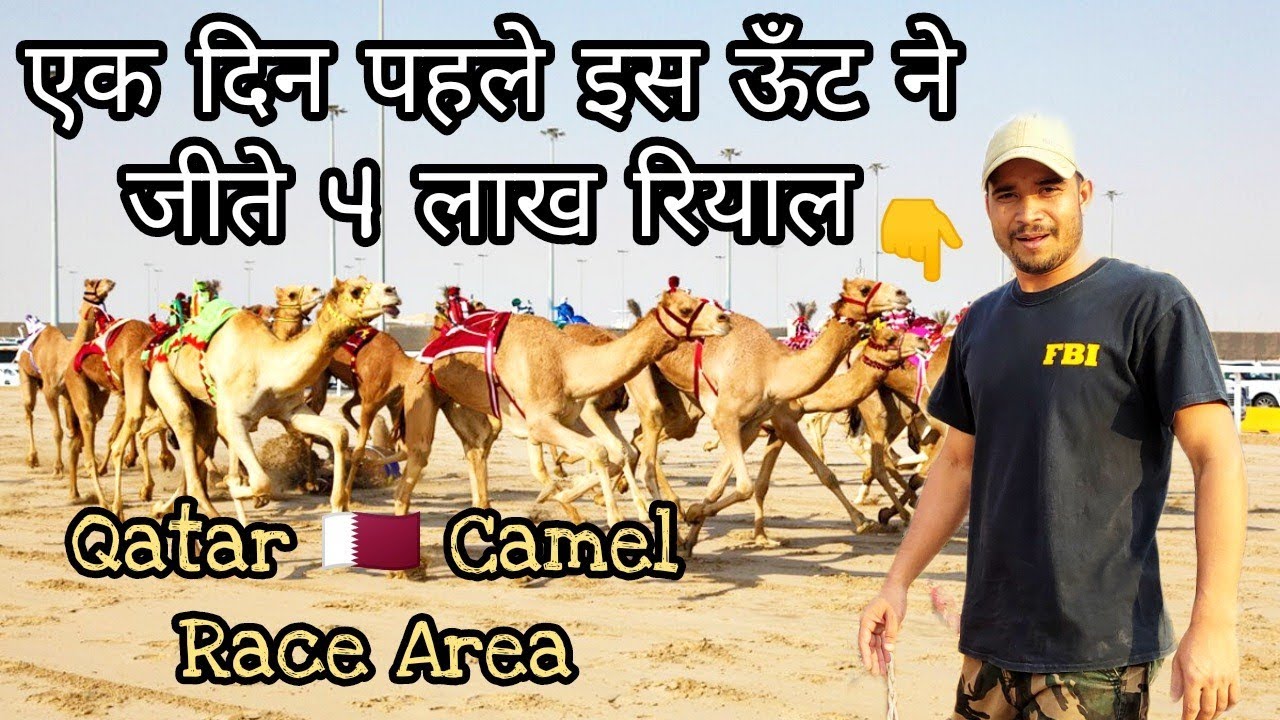 Qatar Camel Race , ऊँटो की रेस यहाँ पे होती है / shahaniyah camel race Track LIMITED