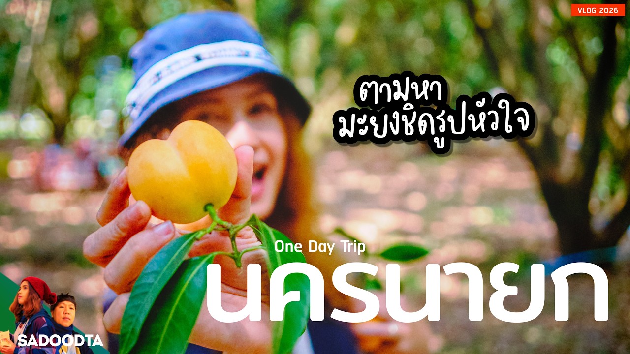 เที่ยวสวนมะยงชิด ตามหามะยงชิดรูปหัวใจ และพาไปคาเฟ่แมลง นครนายก