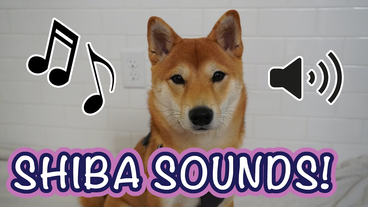 Shiba Sounds! | The Sounds of the Shiba Inu #ShibaInu