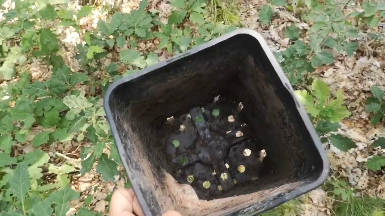 Eichensterben Juli 2023 Südthüringen