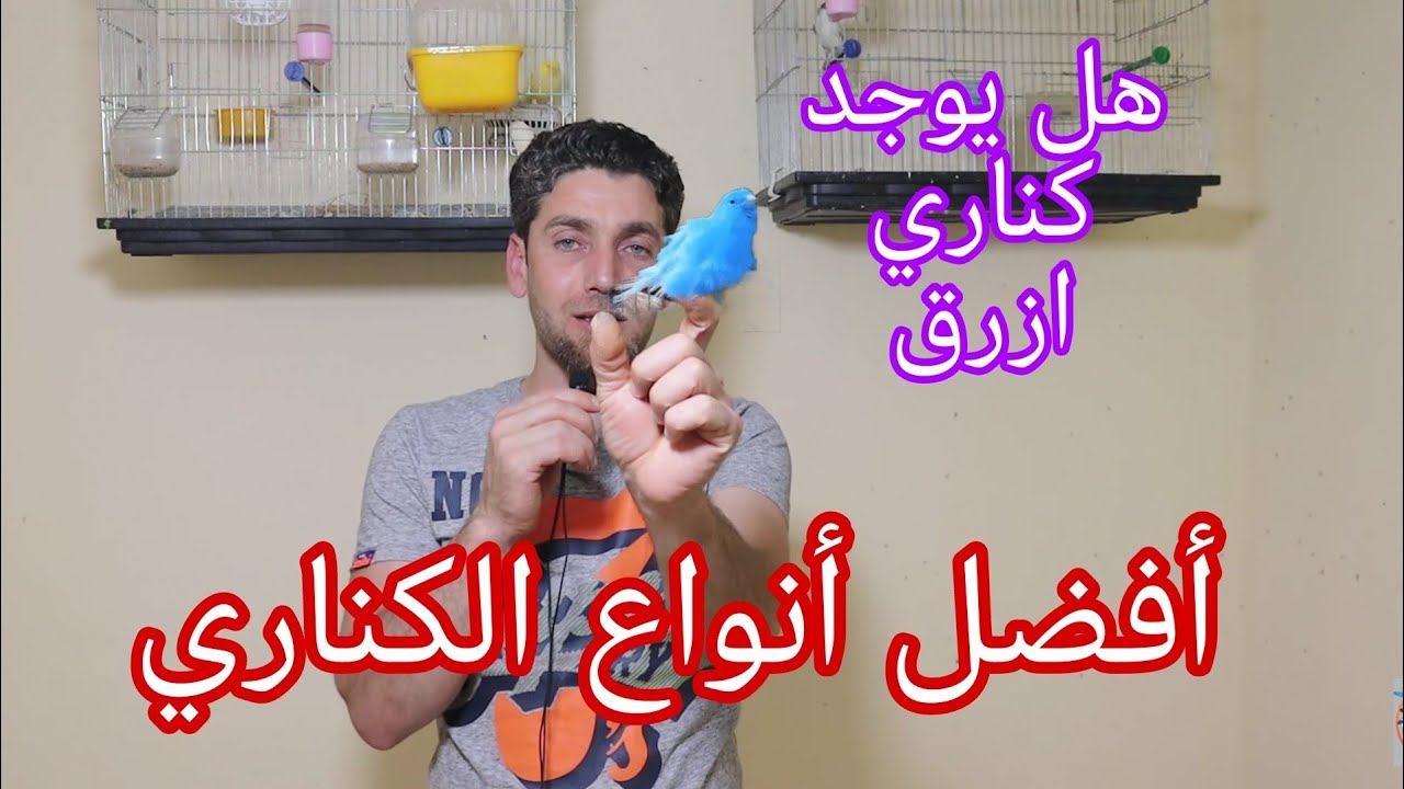 أفضل أنواع الكناري على الاطلاق + هل يوجد كناري ازرق او أخضر؟