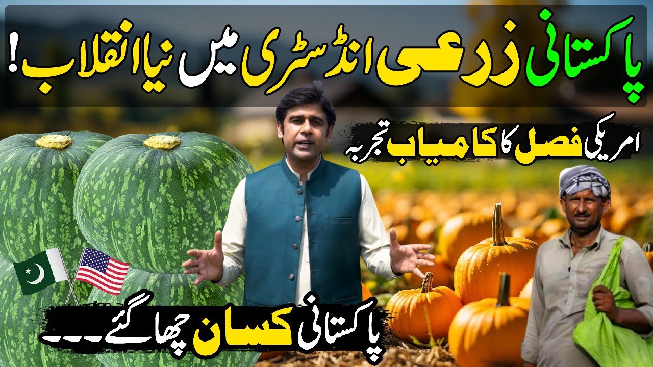 Pumpkin (Petha) Farming in Pakistan | Modern American Farming of Pumpkin | Kissan Ka Pakistan
