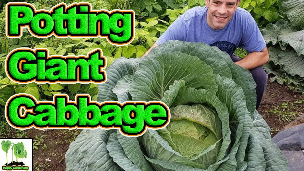 Potting On The Giant Cabbage