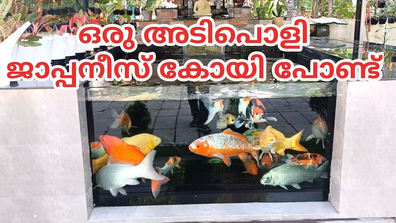 Koi Fish Pond Malayalam|japanese koi fish malayalam|koi fish Malayalam