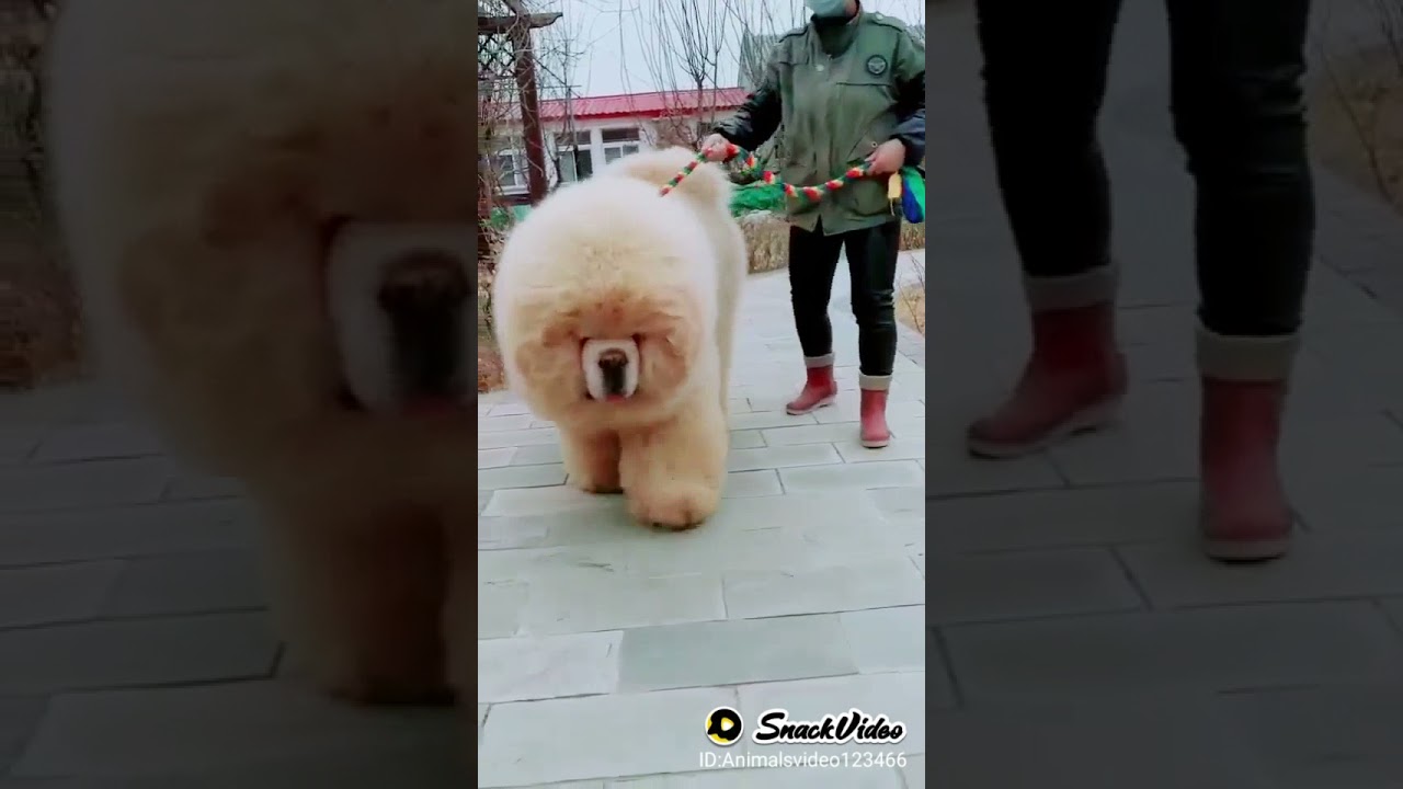 World biggest chow chow fluffy dog trend on tiktok viral goes latest one has tak Chow chow