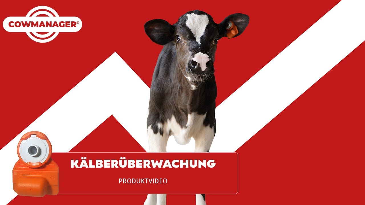 Kälberüberwachung mit CowManager | Ein Sensor, ein Leben Lang