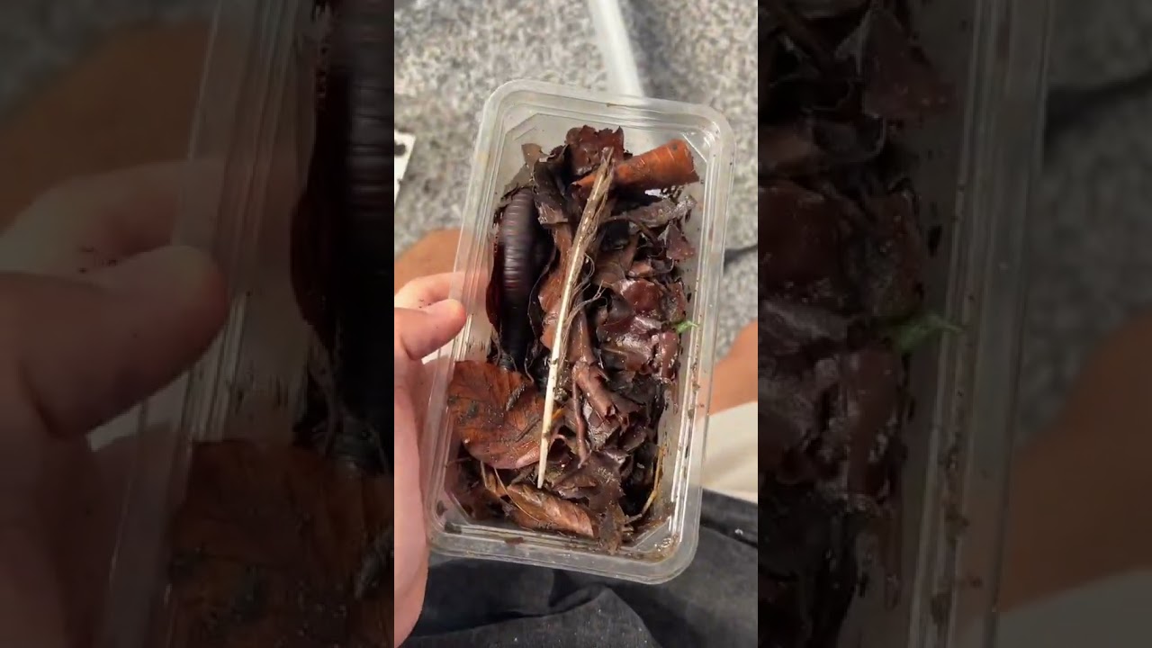 setting up an enclosure for my big boy MILLIPEDE 😳🧬 name suggestions pls  #kylethomas #shorts