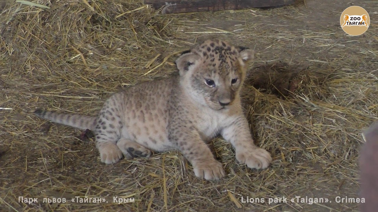 Челябинская львица Лола и малыши :) Тайган | Chelyabinsk lioness Lola and cubs :) Taigan.