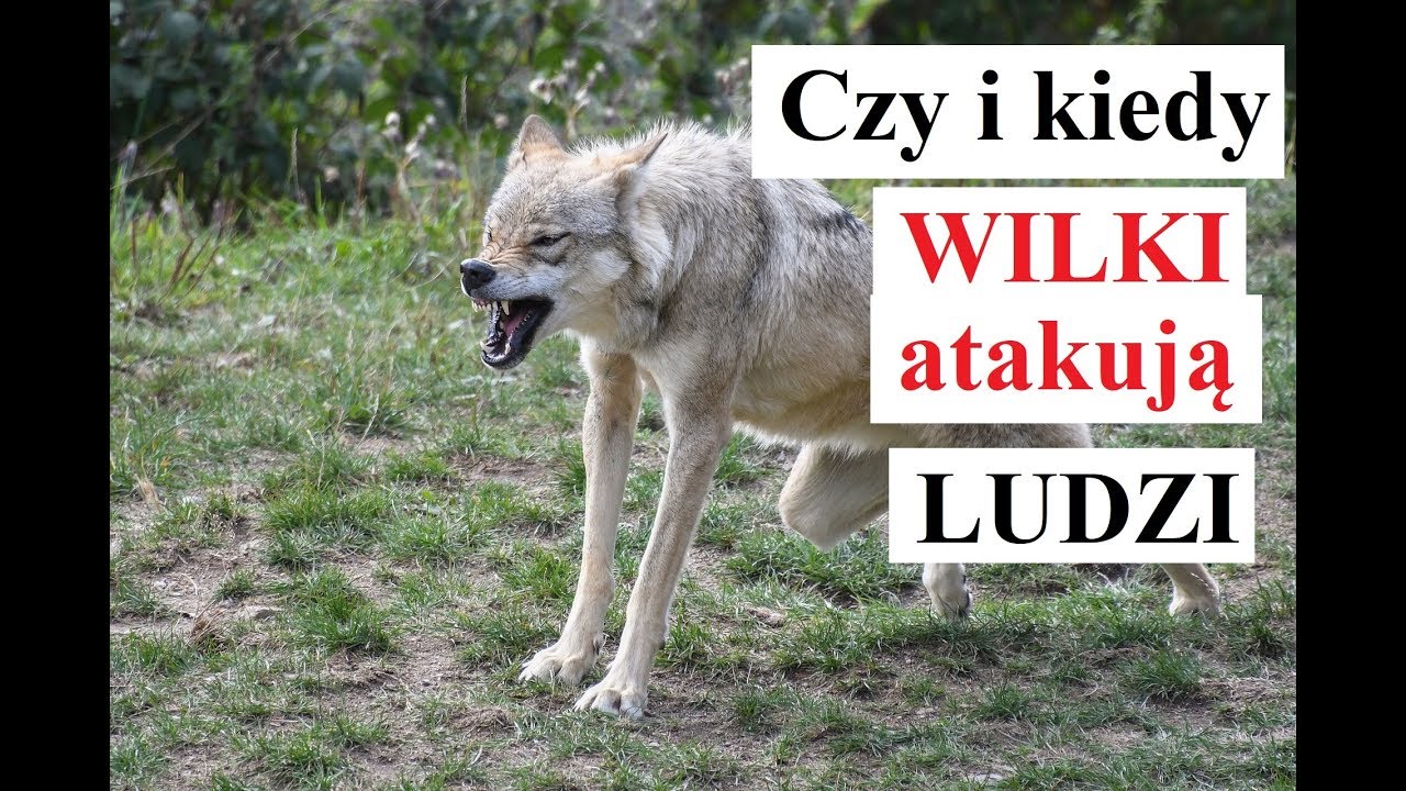 Czy WILKI atakują LUDZI? Kiedy WILKI atakują LUDZI?