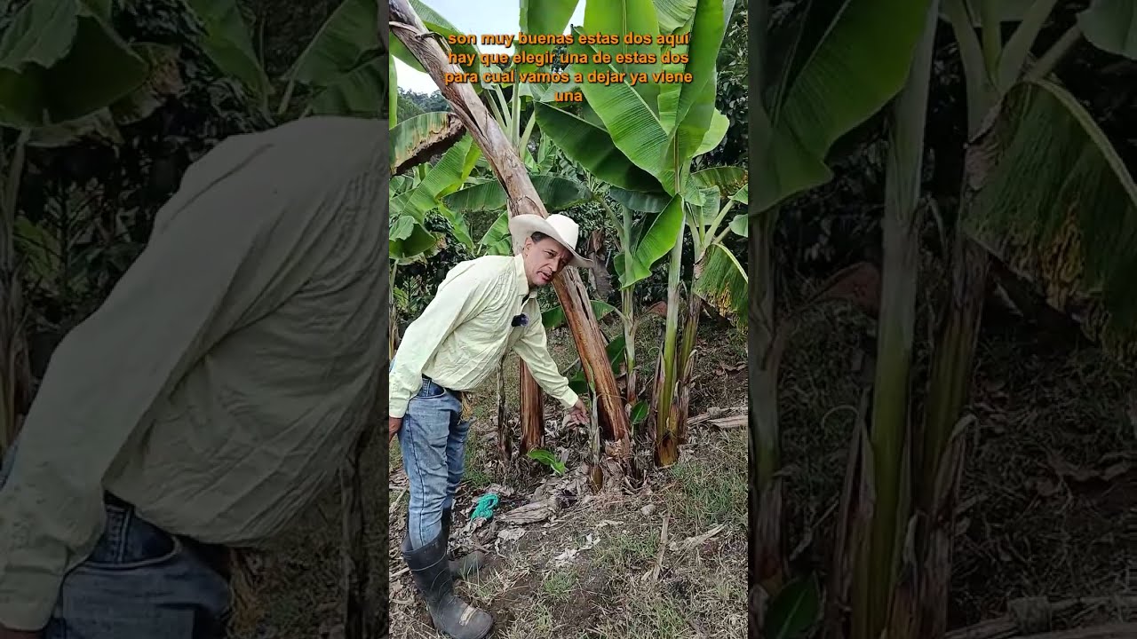 TÉCNICA MAMÁ, HIJA, NIETA - Manejo Inteligente del Platanal
