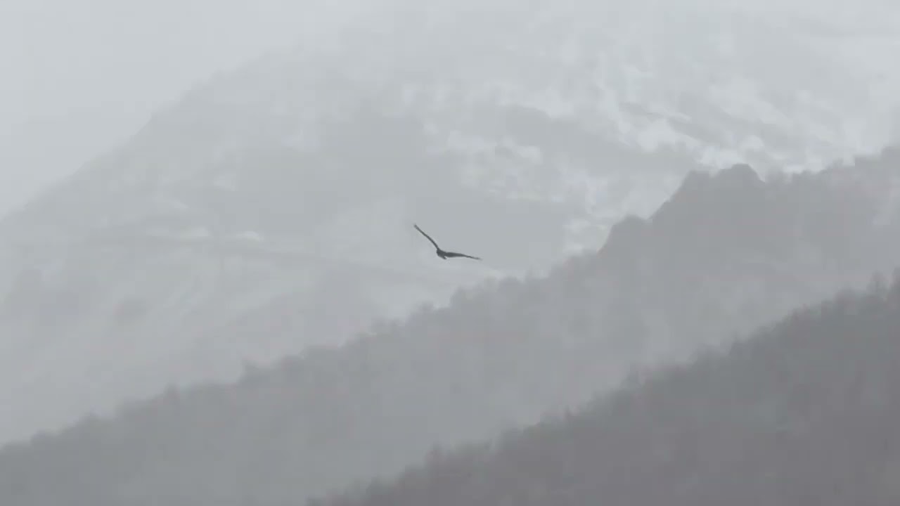 Hakkari'de Kara Akbaba &ouml;zg&uuml;rl&uuml;ğ&uuml; u&ccedil;tu