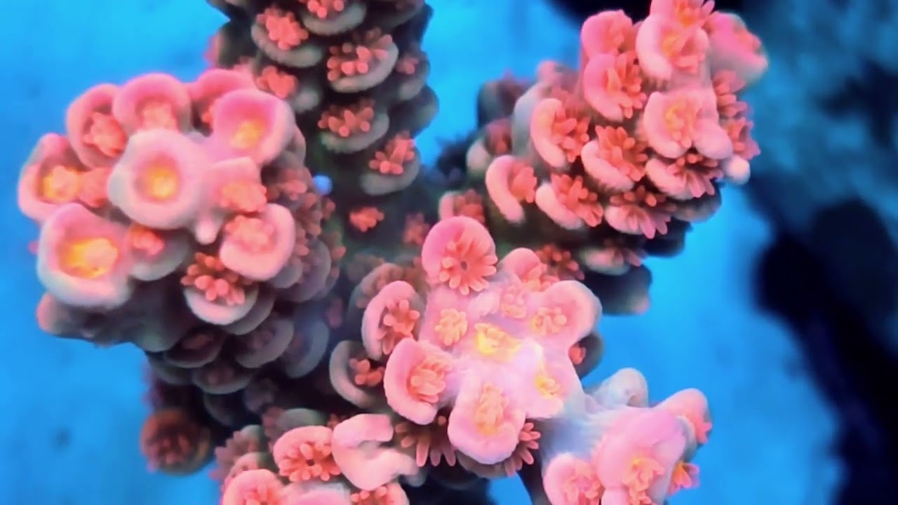 Acropora Tenuis Cherry Bomb ultra frag