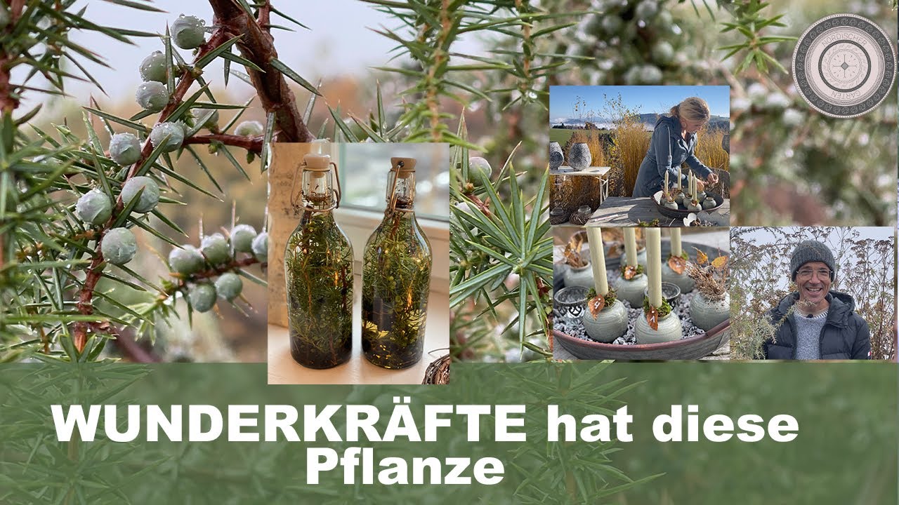 Heimischer Wacholder, Standort, Verwendung, schöne Weihnachtsdeko