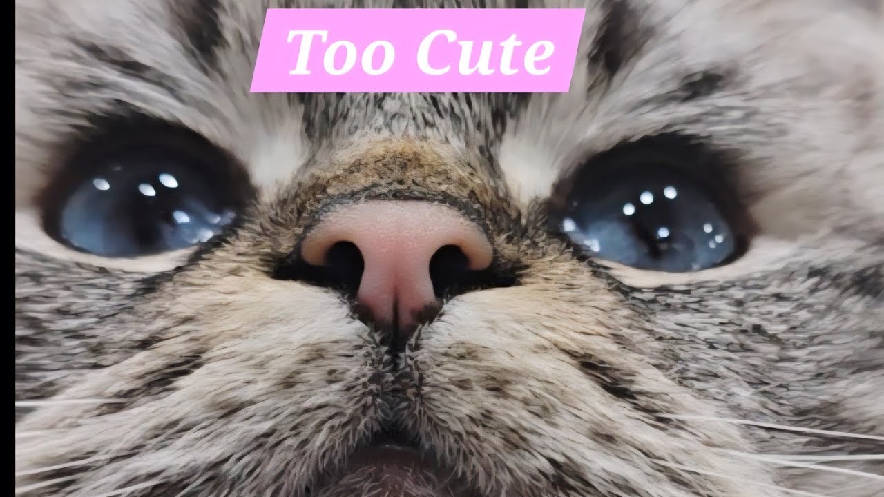 Too Cute