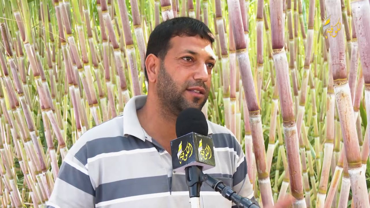 بسبب الحصار: مزارع فلسطيني يستبدل زراعة أرضه بقصب السكر بدلا من أشجار الزيتون