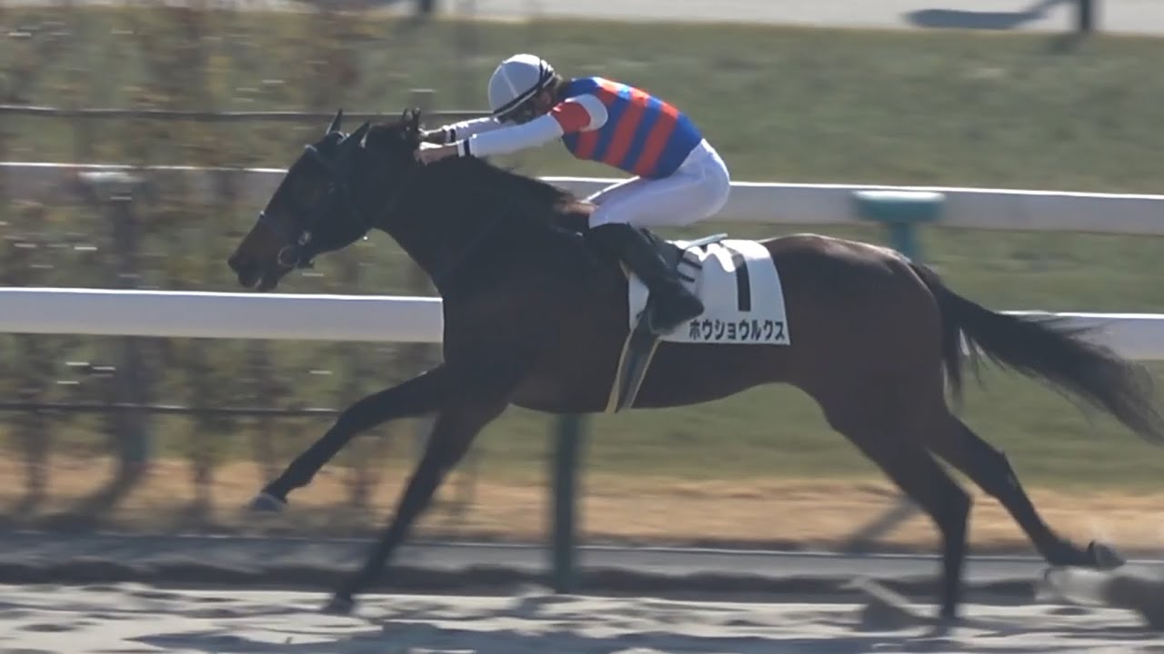 【現地】2026 メイクデビュー 新馬戦 ホウショウルクス 角田 大和 【京都競馬場】