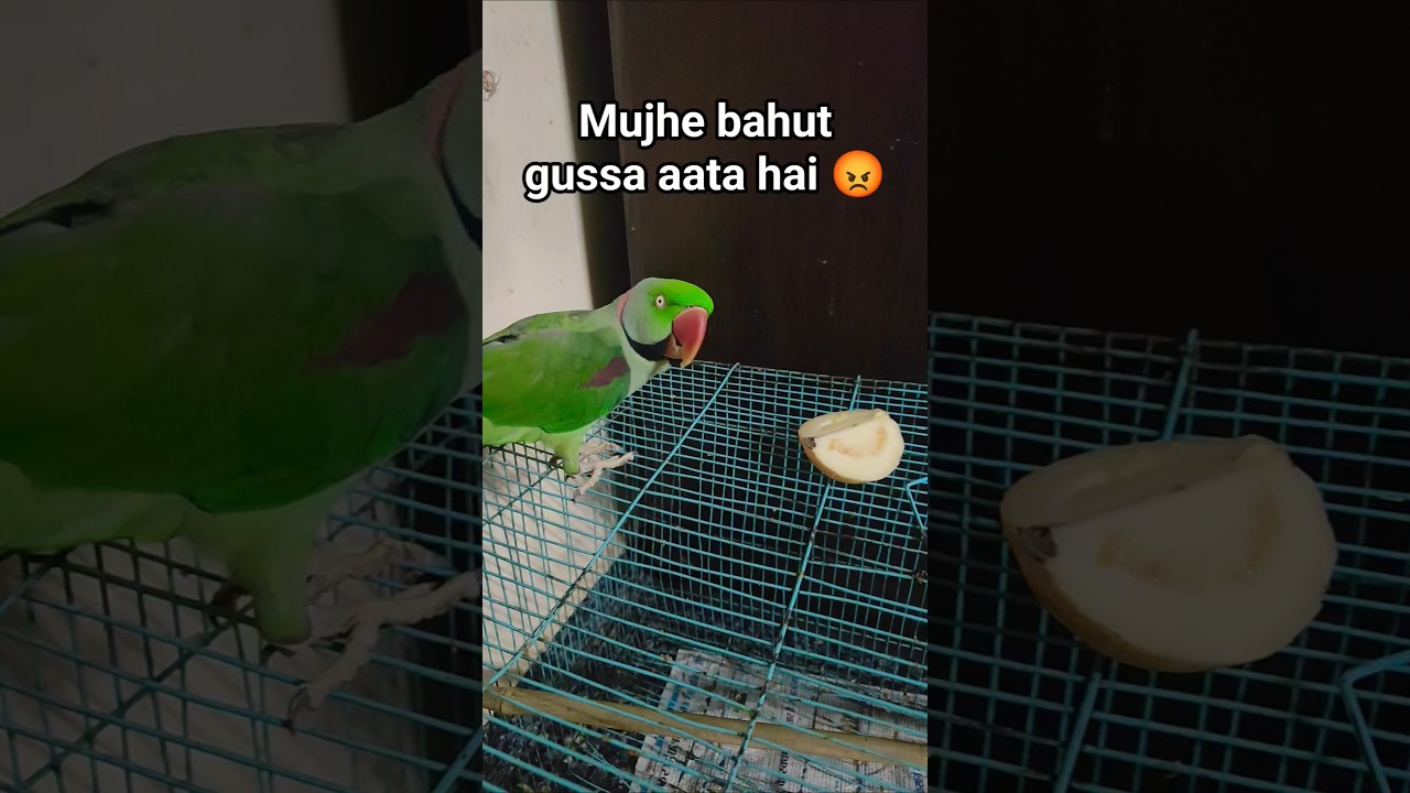 😡#talkingparot #shortsfeed #nonstoptalkingparrot #ringneckparrot #parrotlover #trendingshorts #tota