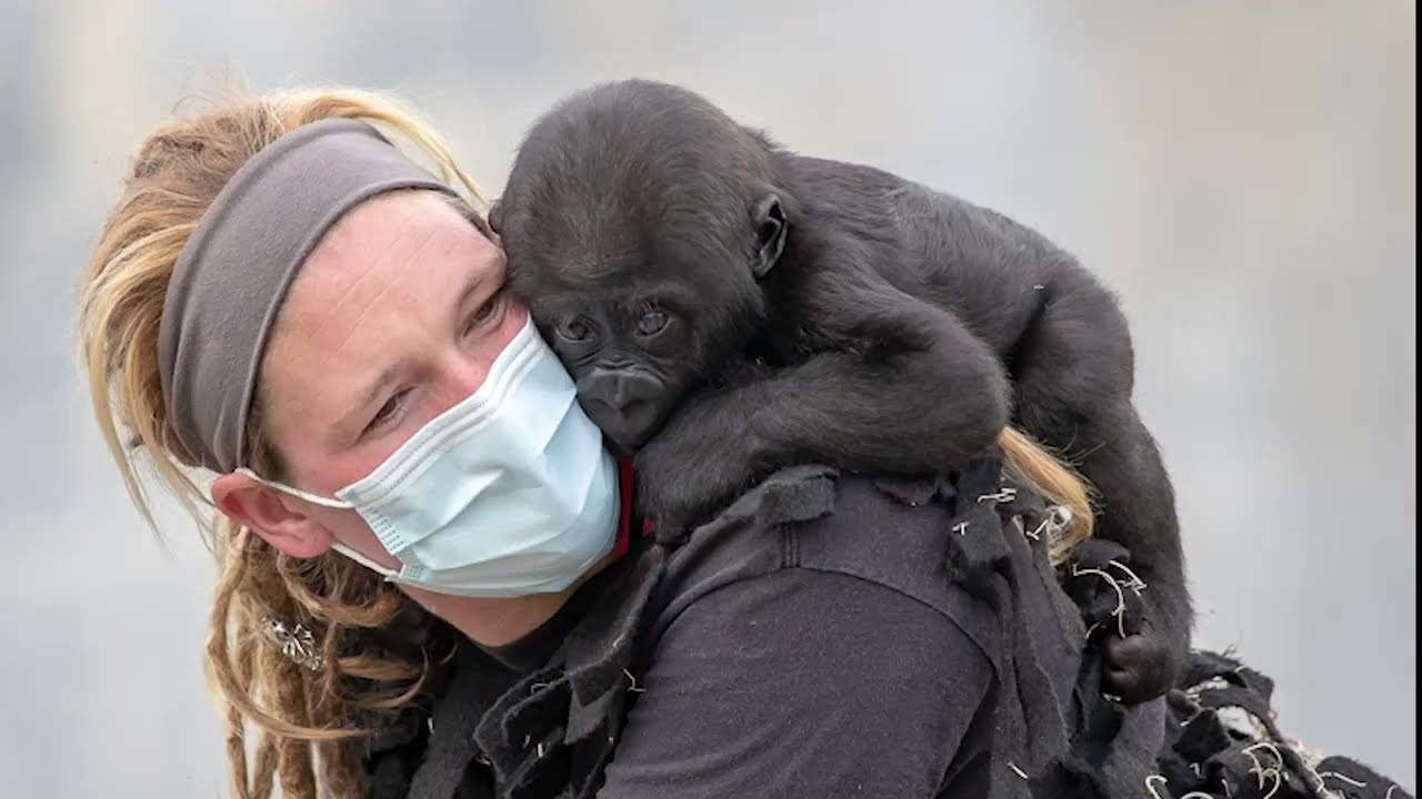 The Story of Gandai - An Endangered Gorilla