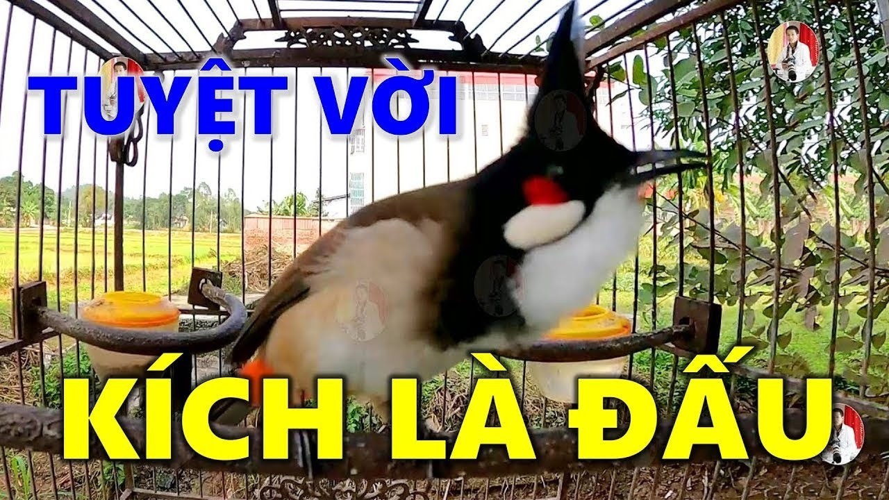 chào mào hót sáng kích bổi - luyện giọng hay ép bổi sổ bọng và căng lửa - chào mào hót đấu