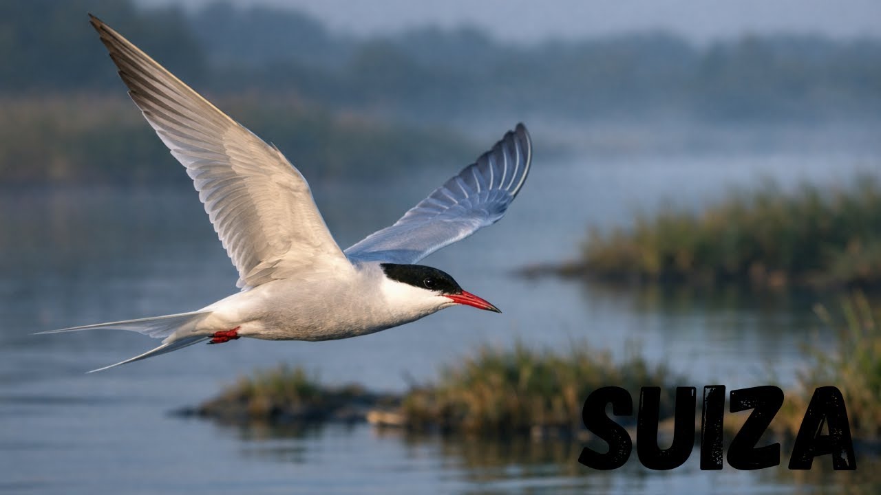 Suiza Salvaje: Las Aves Más Elegantes de Sus Humedales