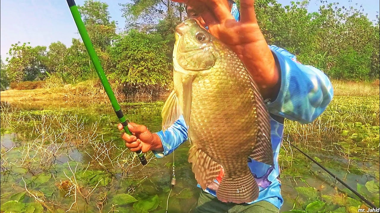 SPOT SARANG IKAN BABON MUJAIR/NILA WADUK MALAHAYU BREBES