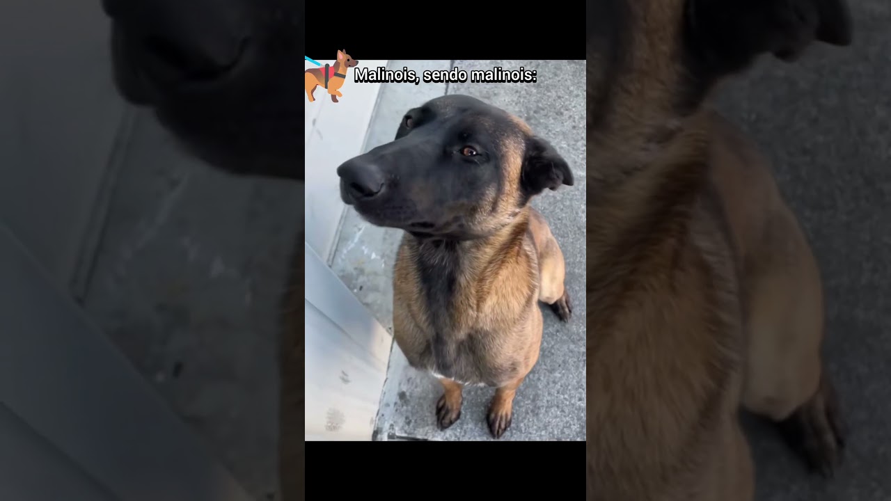 SIMPLESMENTE UM MALINOIS SENDO UM MALINOIS! #pets #cachorro #cachorros #c&atilde;es #caes