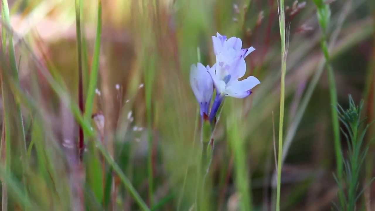 Renosterveld in dire straits... conservation of the world's richest plant kingdom.