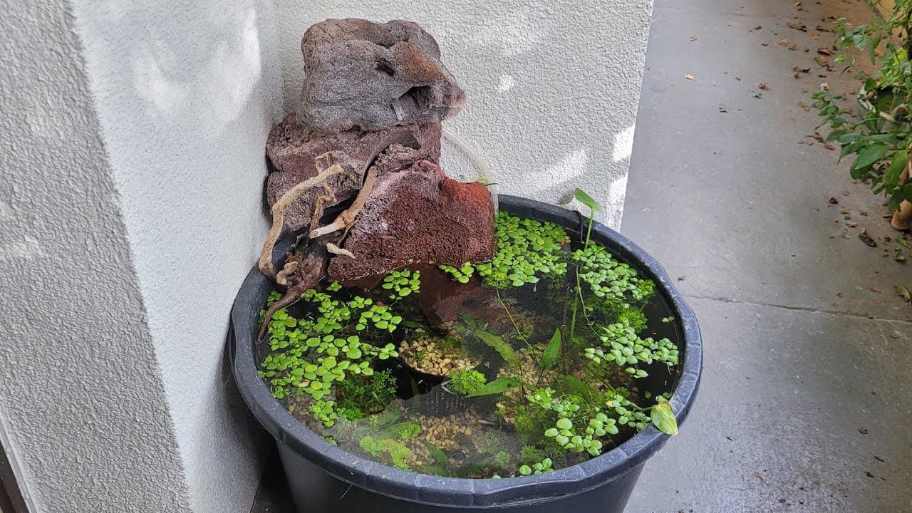 balcony pond - balkonteich with Medaka Oryzias latipes