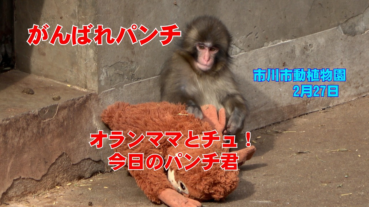 オランママとチュ！　がんばれパンチ！　#がんばれパンチ ＃市川市動植物園 #punchthemonky  #Punch