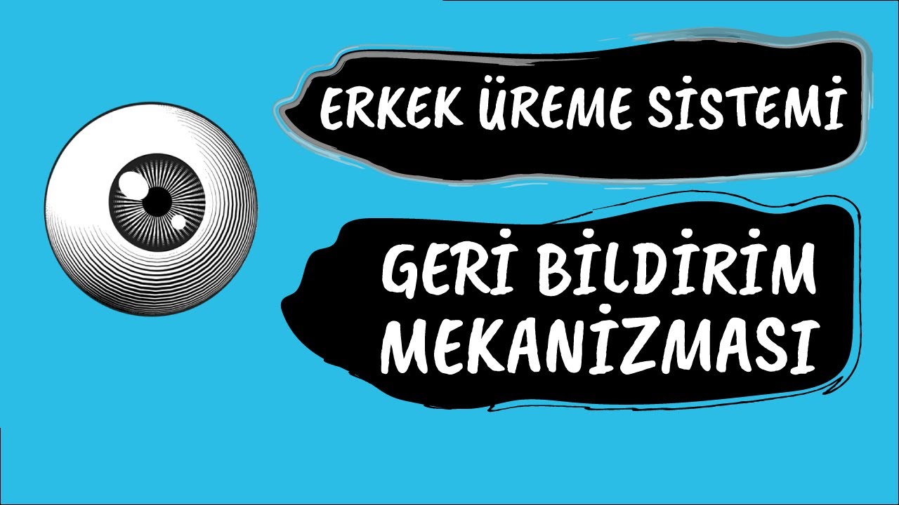 ERKEK ÜREME SİSTEMİ VE GERİ BİLDİRİM MEKANİZMALARI