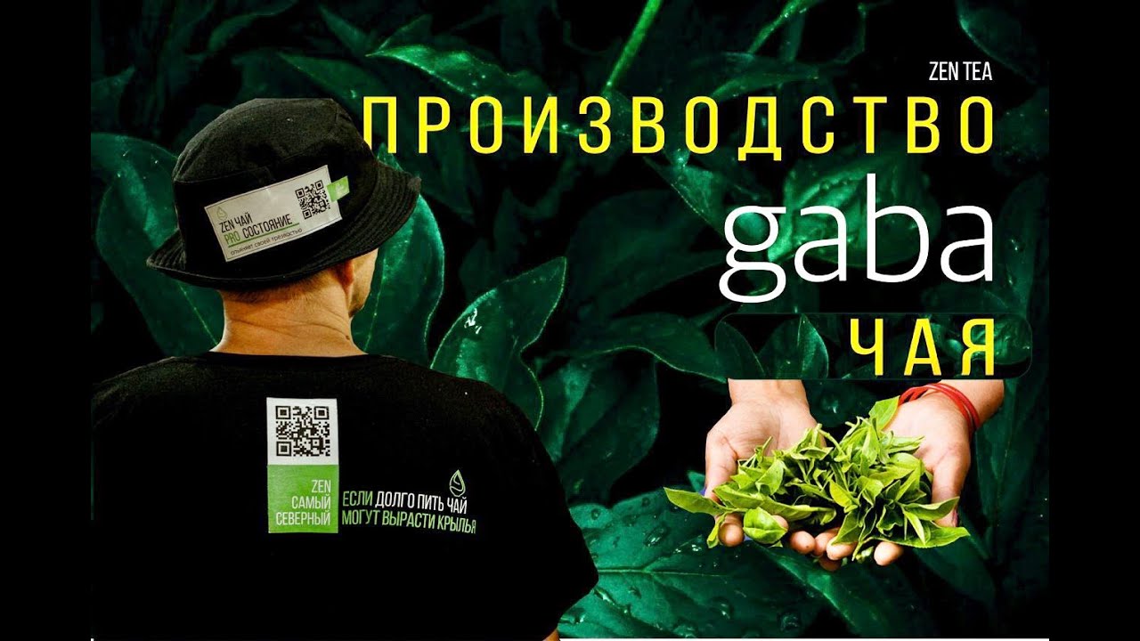 Производство GABA чая