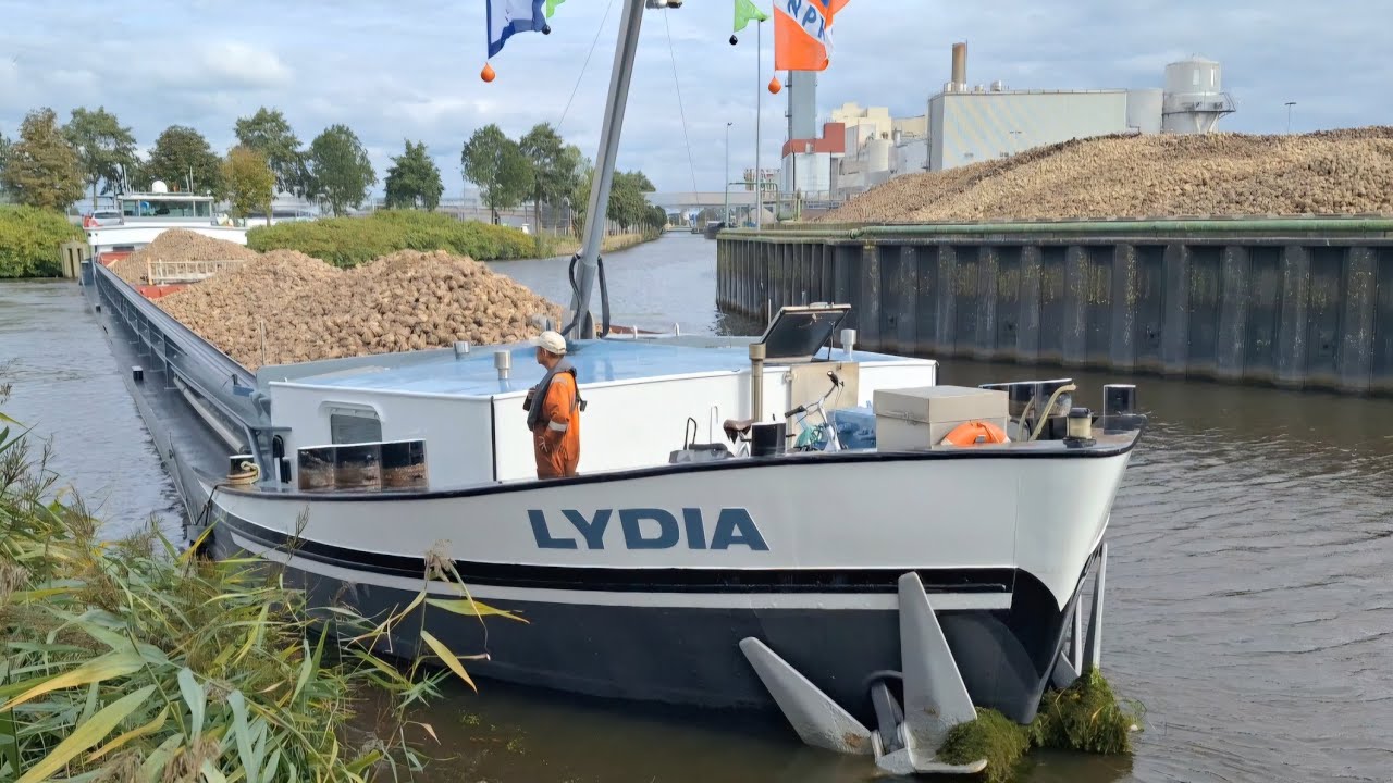 De met Suikerbieten geladen LYDIA vaart het riet in Hoogkerk in om te keren ⚓️💪