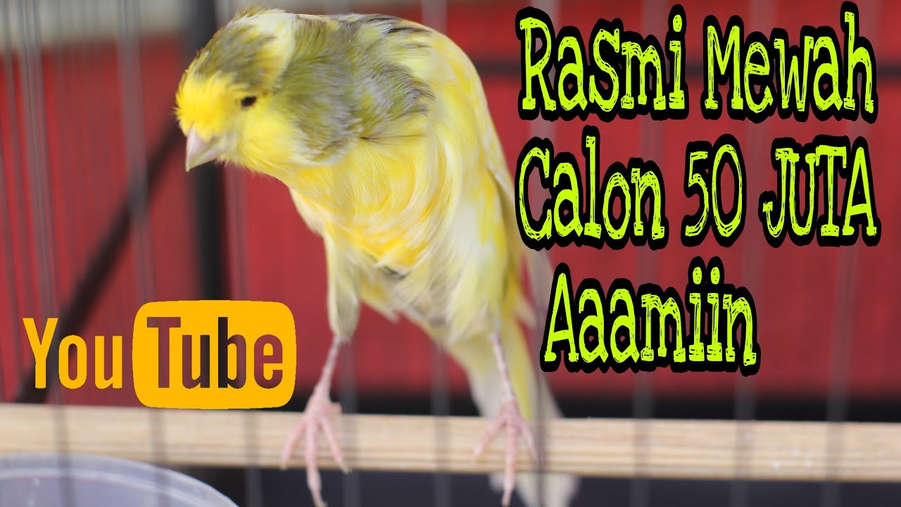 CALON 50 JUTA KENARI RASMI si GIMBAL INI . AAMIIN 😇