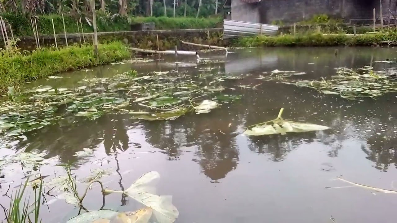 Manceng borongan 
