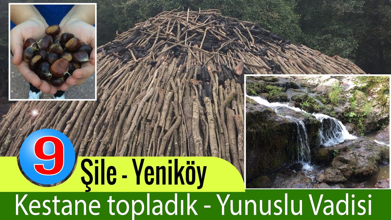 Şile gezilecek yerler | Kestane Toplama | Yeniköy Yunuslu Vadisi | Koca havuz | Odun kömürü yapımı