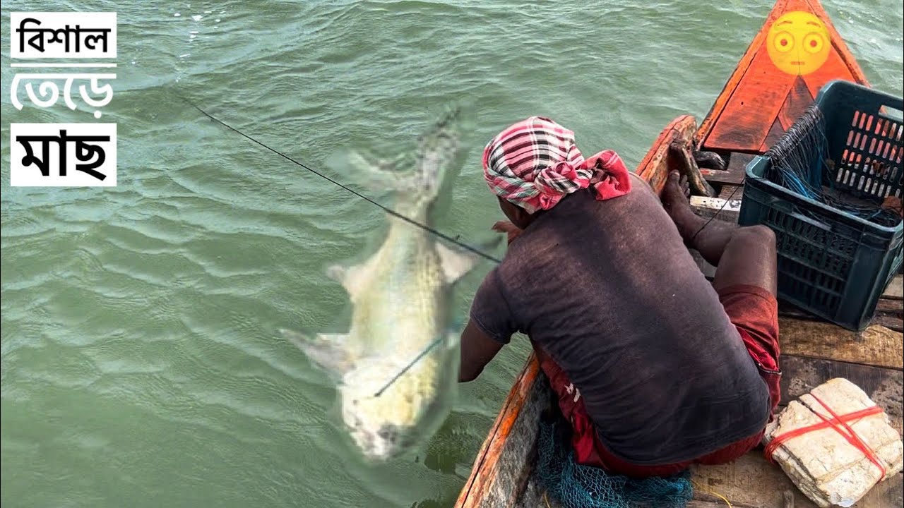 অনেক দিন পর বড়শিতে এত বড় মাছ বাঁধল । bigfish fishing in sundarban river 😱