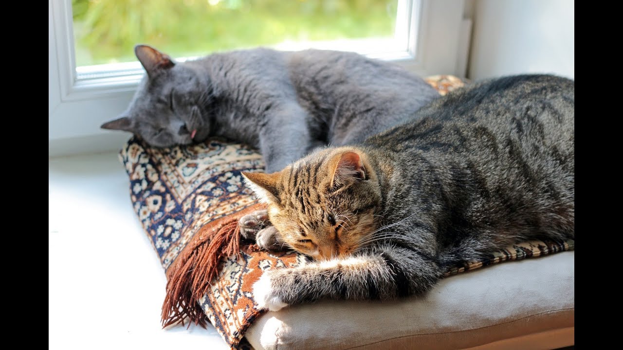 Comment faire cohabiter deux chats ?