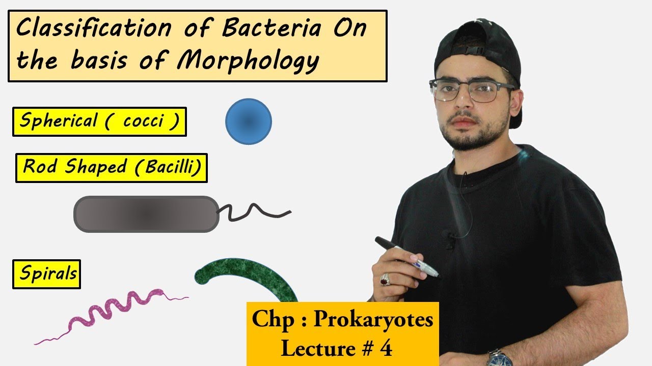 Classification of bacteria on the basis of  Morphology | Shapes of bacteria |