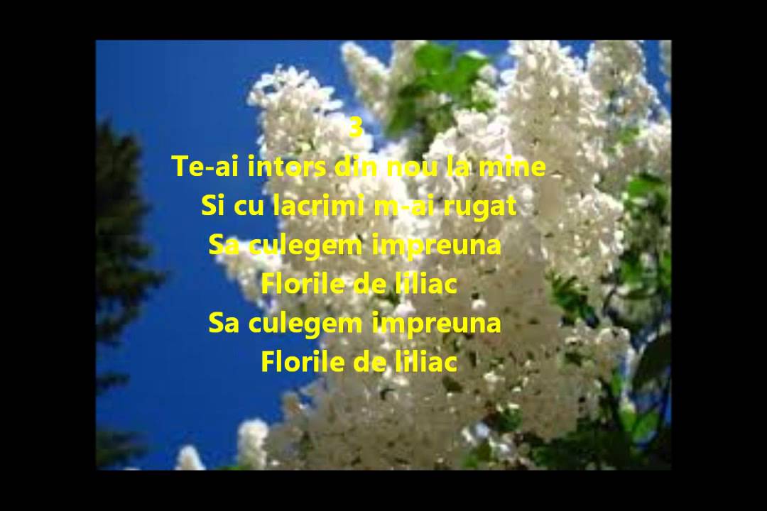 Florile de liliac NEGATIV- KAROKE