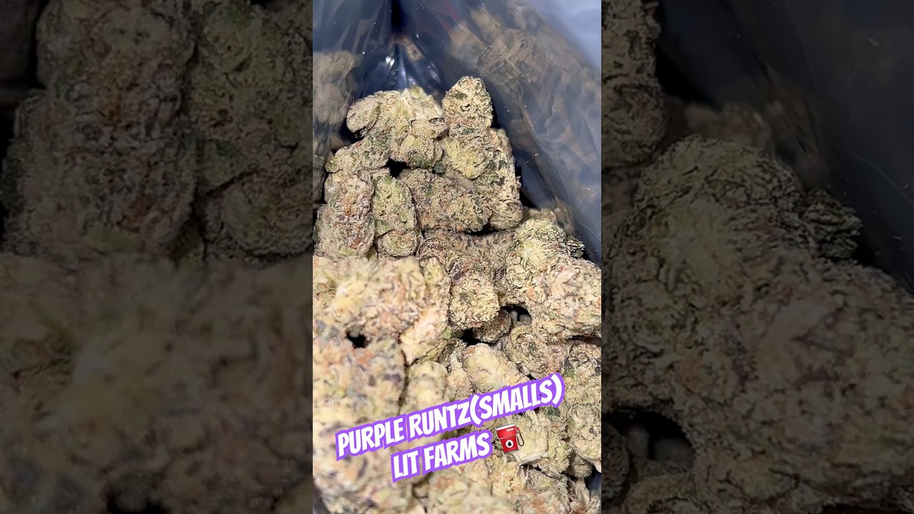 Purple Runtz (smalls) #litfarms #subscribe #review #freethatplant #420community #purpleruntz