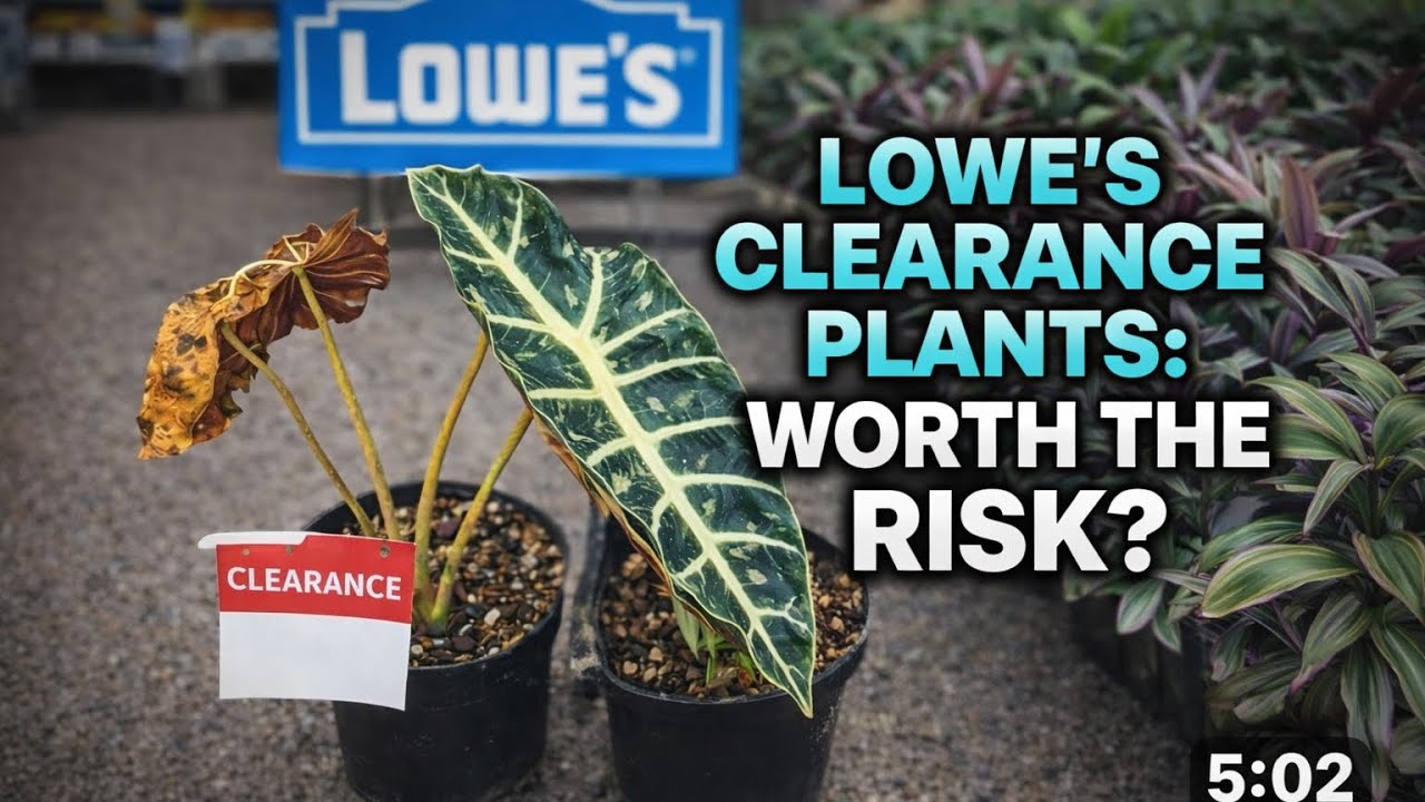 5 Stores Later… Did I Finally Find It?